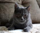 Серый кот
